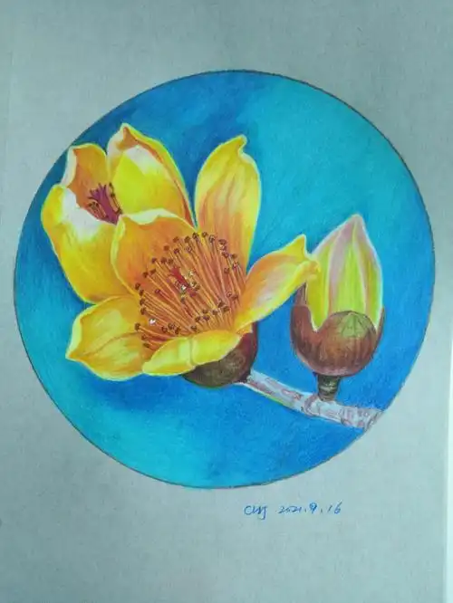 彩铅画金色木棉花