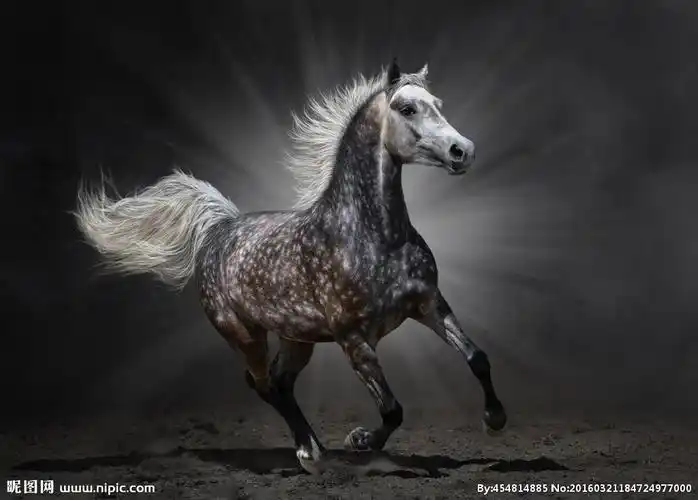 炫酷骏马摄影图__野生动物_生物世界_摄影图库_昵图网nipic.com