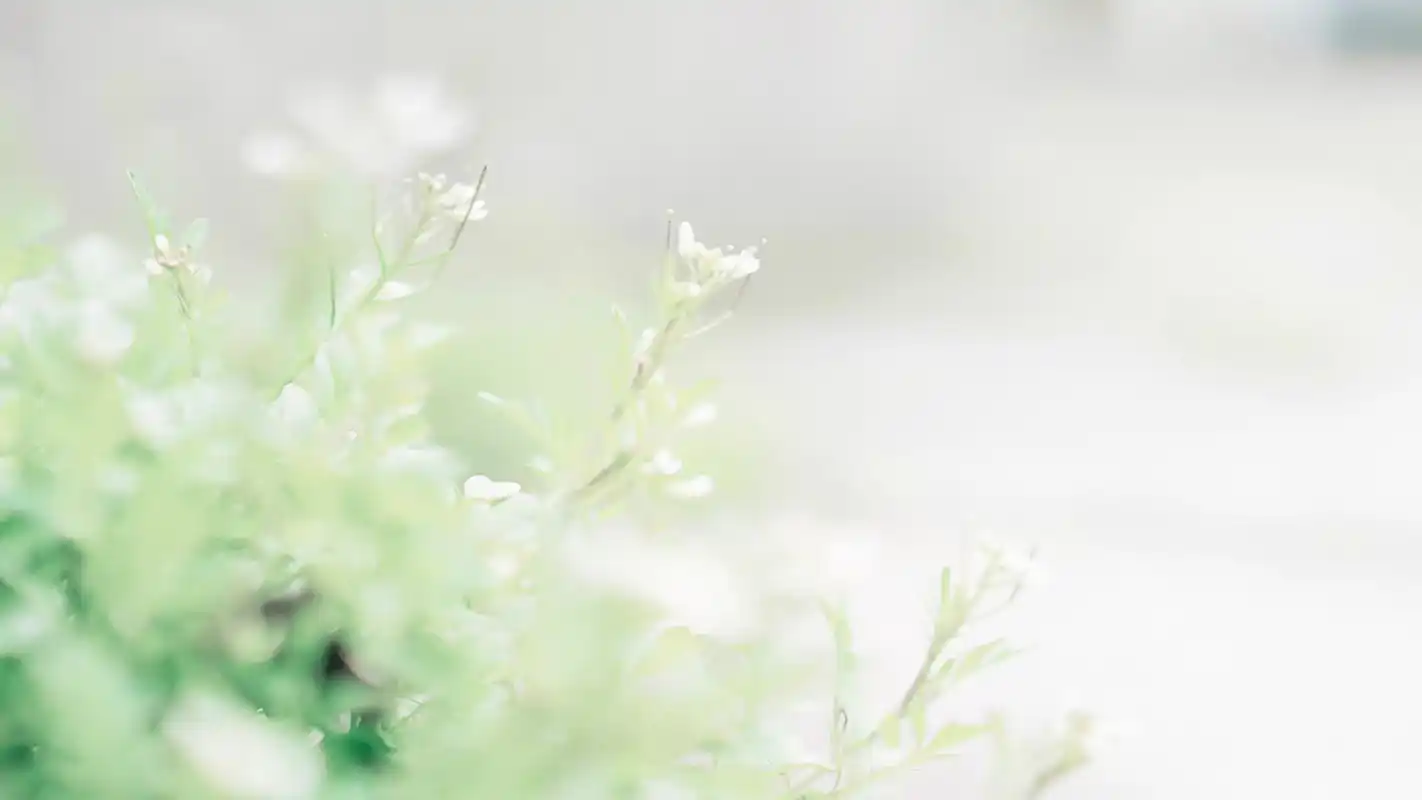 夏日小清新唯美桌面壁纸图片