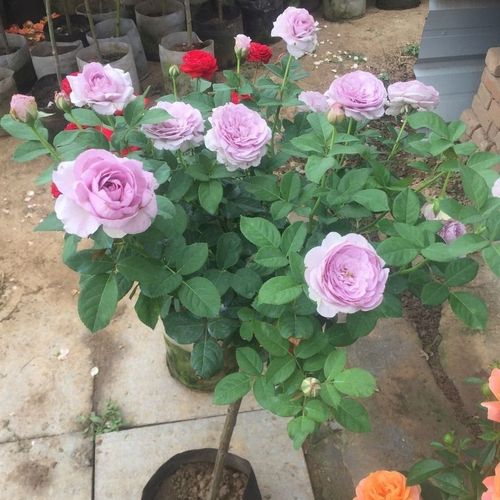 蓝色风暴月季阳台大花盆栽室外种植蔷薇嫁接棒棒糖树桩好养欧月苗