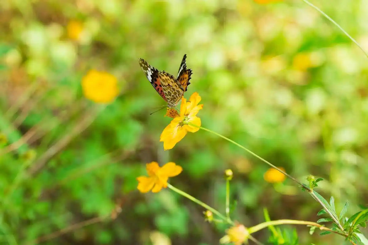 蝴蝶款款飞,春景美图