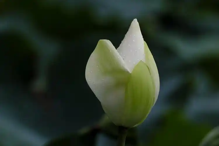 荷香百亩淡雅脱俗沁人心脾