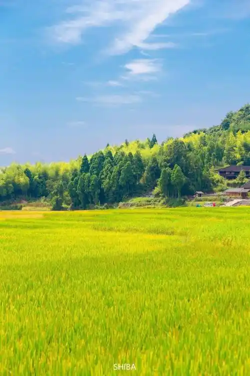 秋天一定要来泰顺看梯田!_稻田