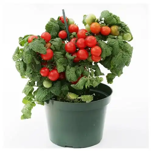 红黄矮生樱桃小番茄苗秧高产种子四季盆栽阳台春秋西红柿圣女果