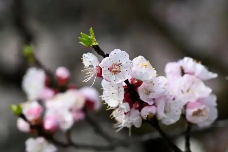 阳春三月,相遇一场杏花雨.
