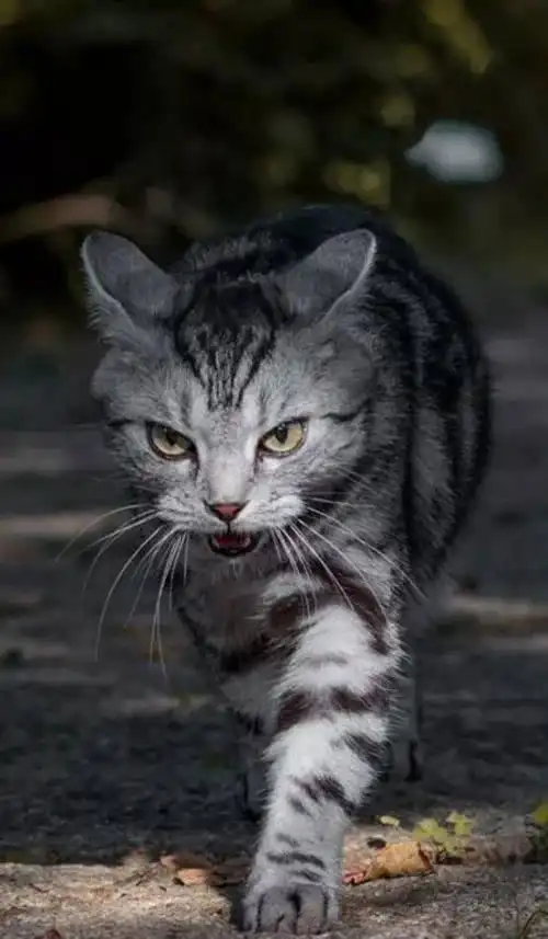 主人带猫出去玩时,它一脸王之霸气,非常帅,而在家里时.