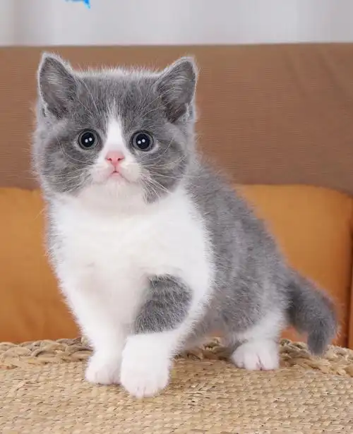 吸猫  #猫  #英短  #英短蓝白  #蓝白