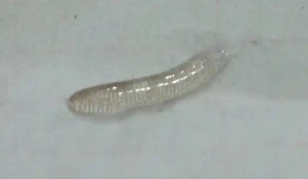 喝水见到透明的虫子是什么