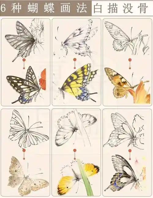 六种蝴蝶工笔画法