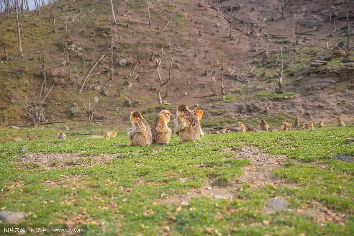 中国陕西秦岭太白山保护动物野生动物金丝猴