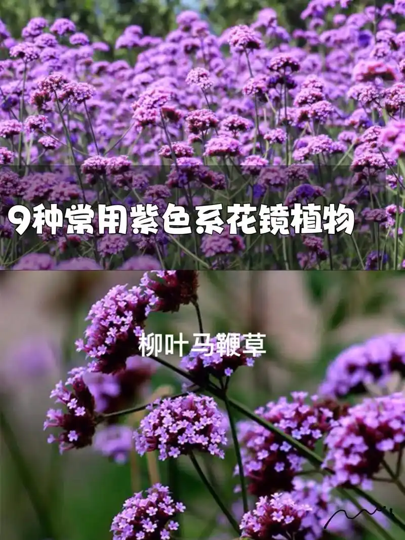 花园植物 #紫色系 - 抖音