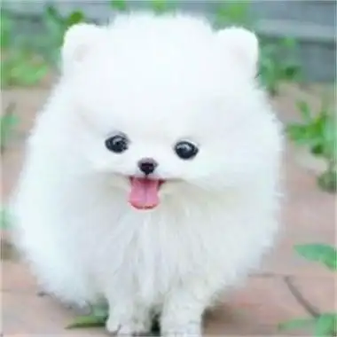 小茶杯犬可爱超萌头像小男生专属图片