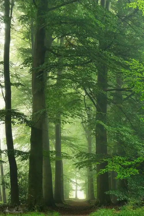 专访| 荷兰摄影师拍下奇幻森林,看一次治愈一次