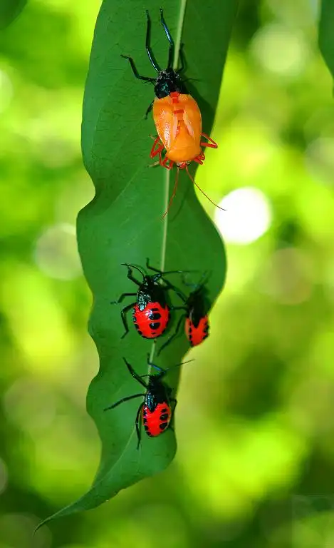 正在羽化的红显蝽与五龄若虫 杨云 摄