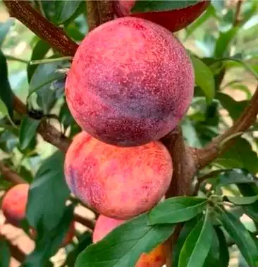 新品种国丰七号李子树苗含糖量高视频挖苗包活南北方种植