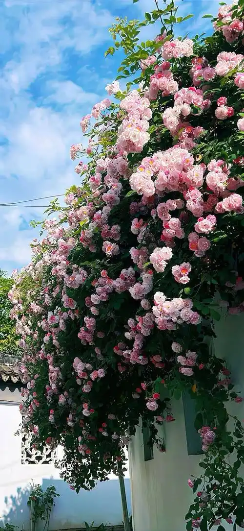 壁纸 | 一眼惊艳的锁屏壁纸 676767