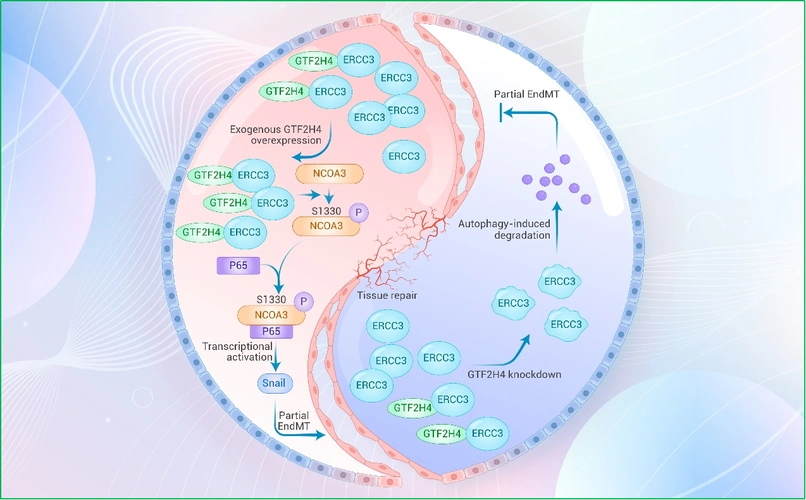 葛均波院士团队在缺血性疾病治疗方面再获突破!创新性解析内皮细胞间