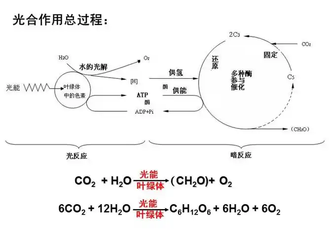光合作用速率ppt