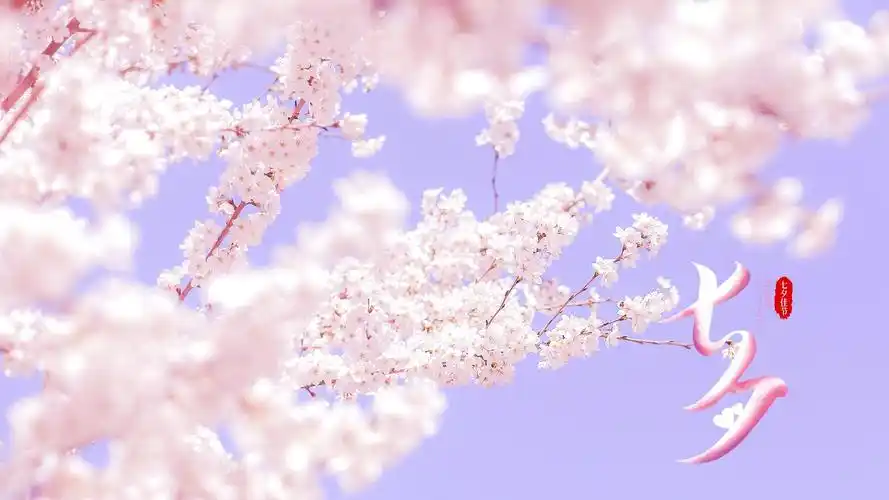 电脑壁纸 节日 情人节 2020七夕佳节治愈系樱花写真