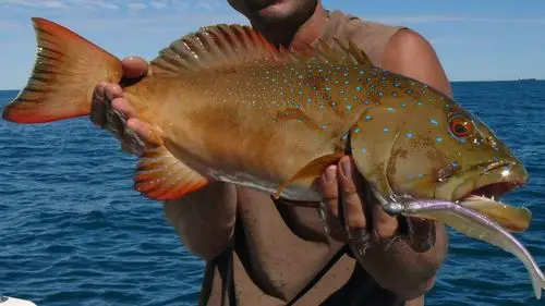 收藏,澳洲这些鱼都叫什么?怎么吃