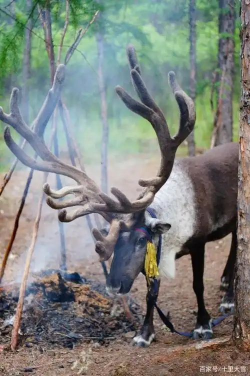 敖鲁古雅驯鹿之乡小驯鹿好萌!