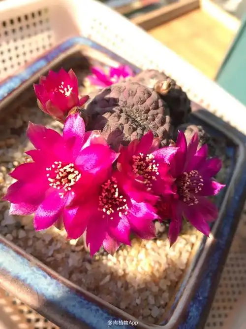 仙人球 2020-04-29 07:58:26