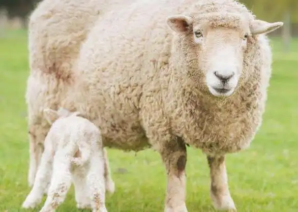 山羊和绵羊的区别