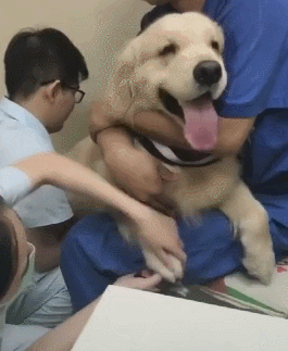 快来人也,这里有人要杀狗啦,谁来救救我,我给他看门妹子的腿法技术真