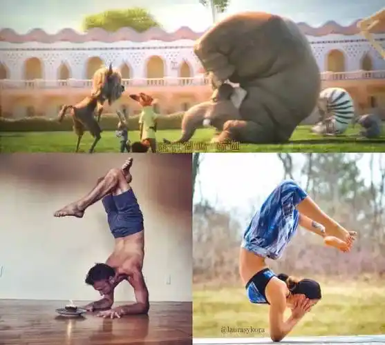 【疯狂动物城】瑜伽无处不在