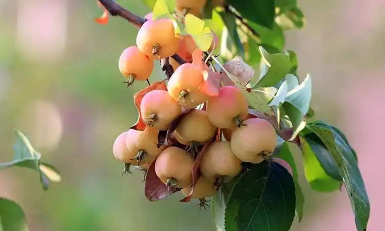 长寿果苗盆栽地载果树苗盆景八棱海棠果香馥郁鲜酸甜香脆当年结果