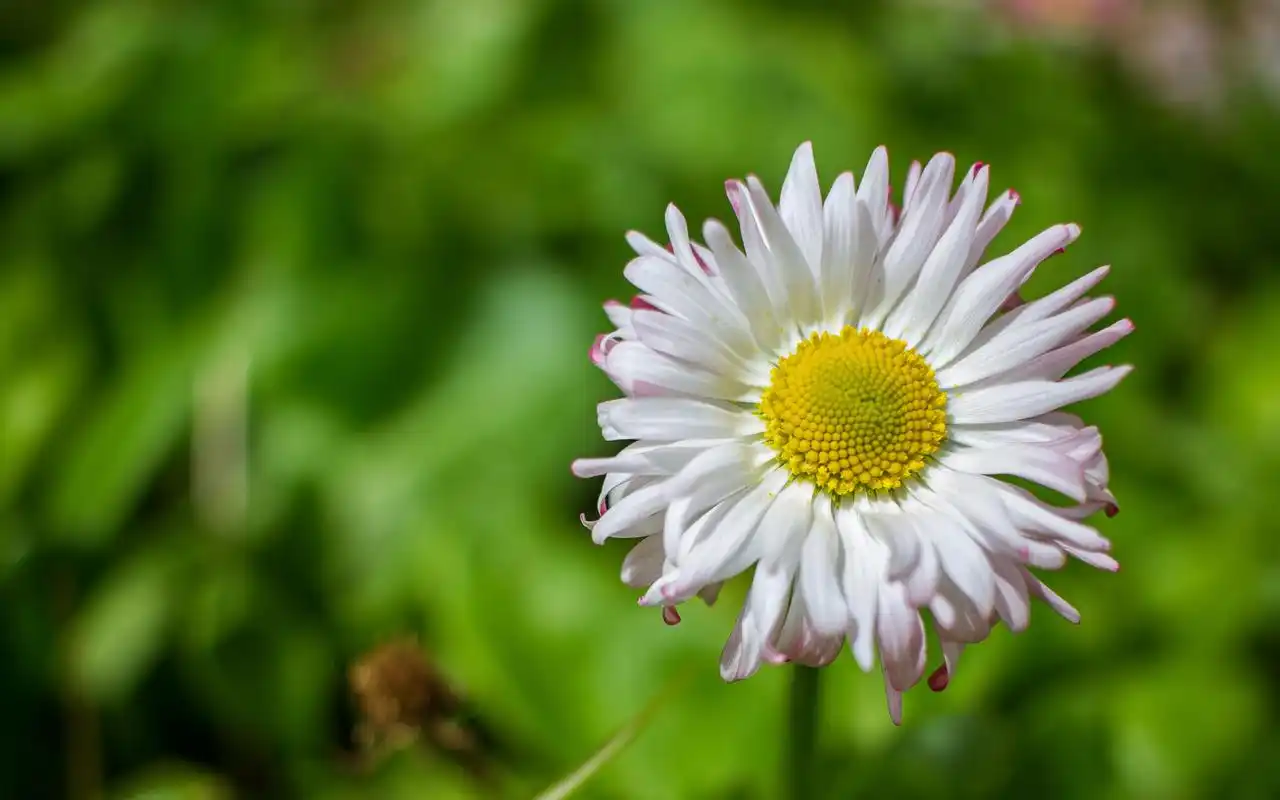 清新淡雅小雏菊花卉桌面壁纸