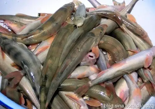 html  本回答由网友推荐 评论 其他回答 沙鳅鱼的一种  热心