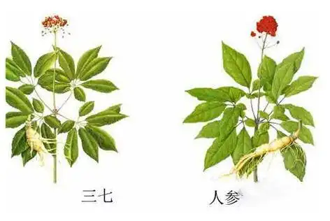 三七和人参的主要区别,有3大不同点