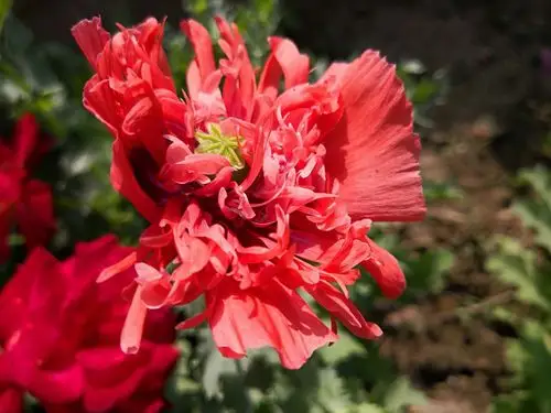 美丽妖艳本无罪,罂粟花开正当时