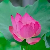 2020微信风景头像莲花_微信头像图片大全