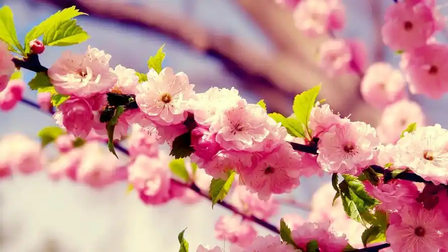 唯美浪漫樱花风景桌面壁纸