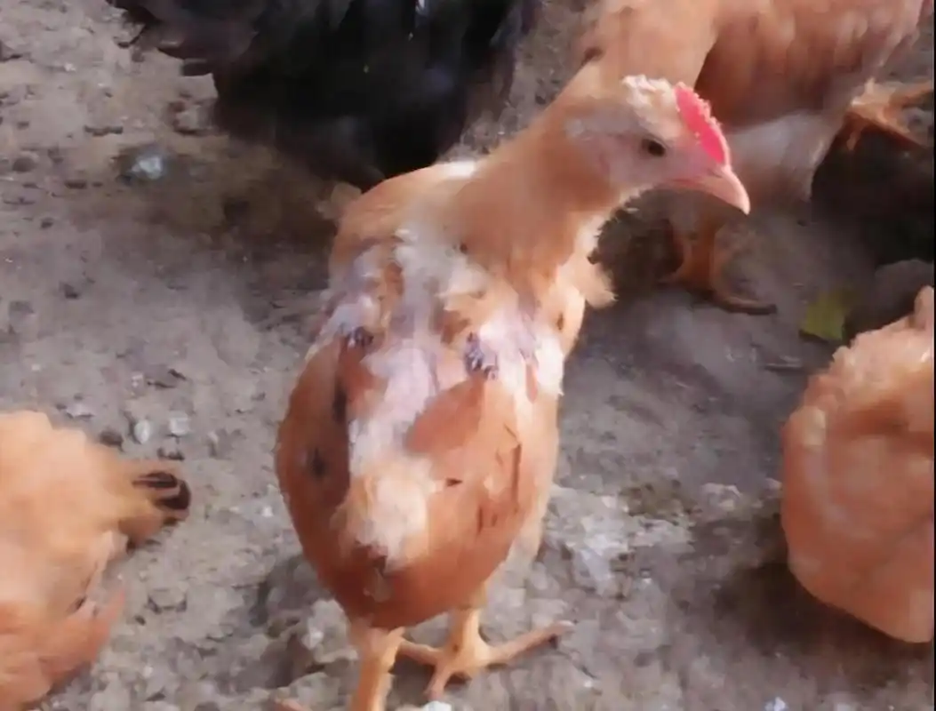 部分病菌会进入毛孔内,阻碍养分的运输,并出现发炎症状,造成鸡毛自然