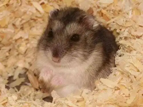 一文带你走进仓鼠世界:仓鼠种类之加卡利亚仓鼠