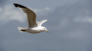 很多人看你飞得高不高时.