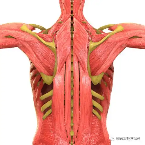「女性」力量训练——背部肌肉_脊柱_身体_肩胛骨