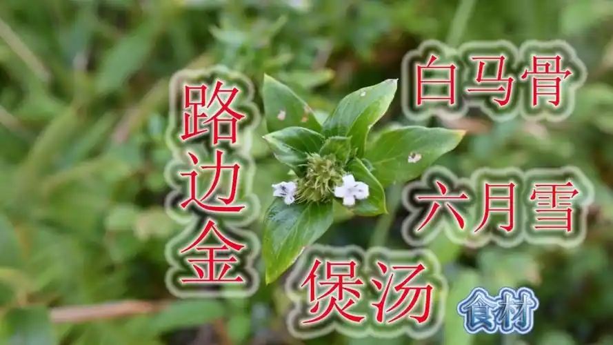 煲汤食材"路边金",植物学名"白马骨",好处值得大家了解