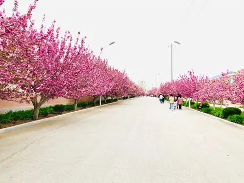 莱阳濯村樱花大道