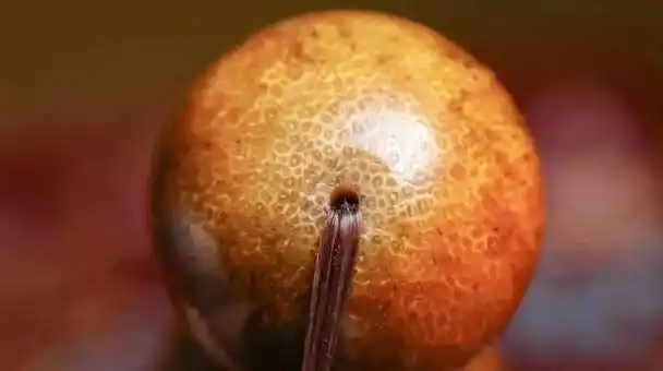 真品老犀角手串纹理特征是怎么样的?