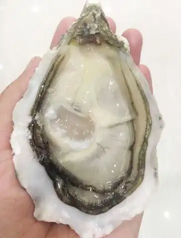 生蚝和牡蛎,你知道区别在哪儿吗?教你几招,轻松识别它们!_腾讯新闻