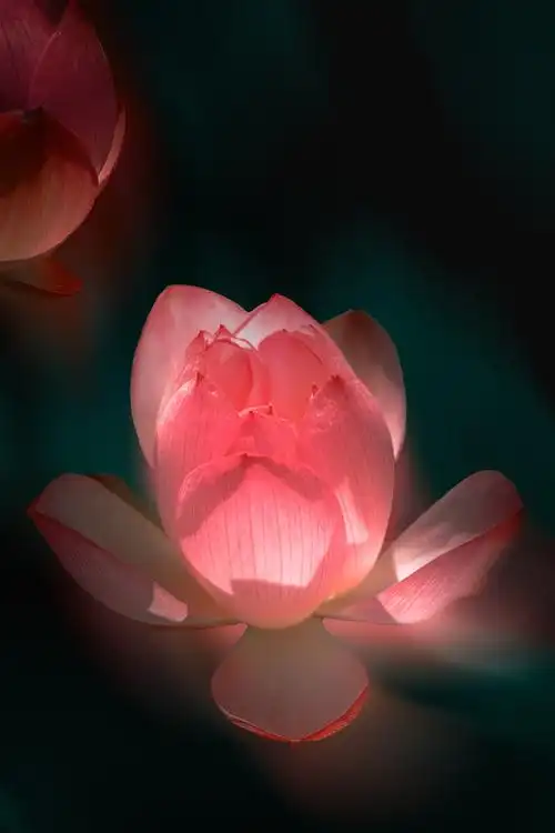 佛前一朵飘逸的莲牛首山佛顶寺南京