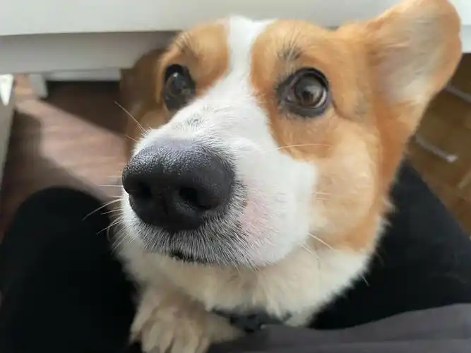 望眼欲穿的小狗狗