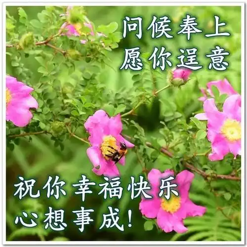 非常好看的早上好问候语图片带字温馨,早安祝福语美图表情