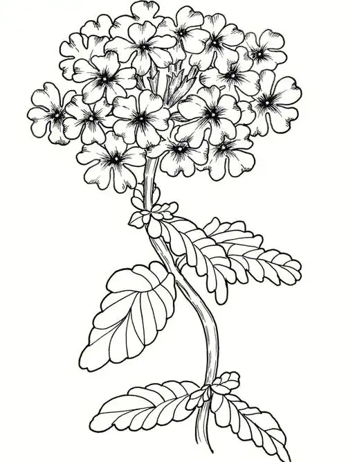 线描手绘花卉临摹美女樱067