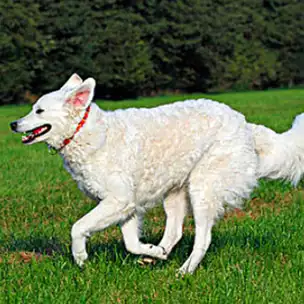 谈警犬:人民的好战士,既能卖萌还要救人_训练_训导员_狗狗