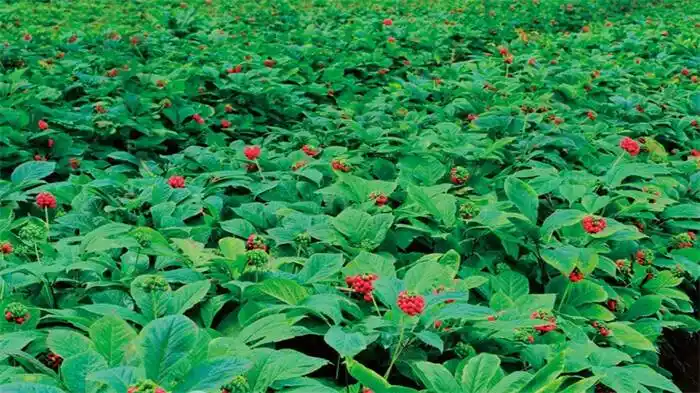 威海市文登区质量追溯助力西洋参产业发展